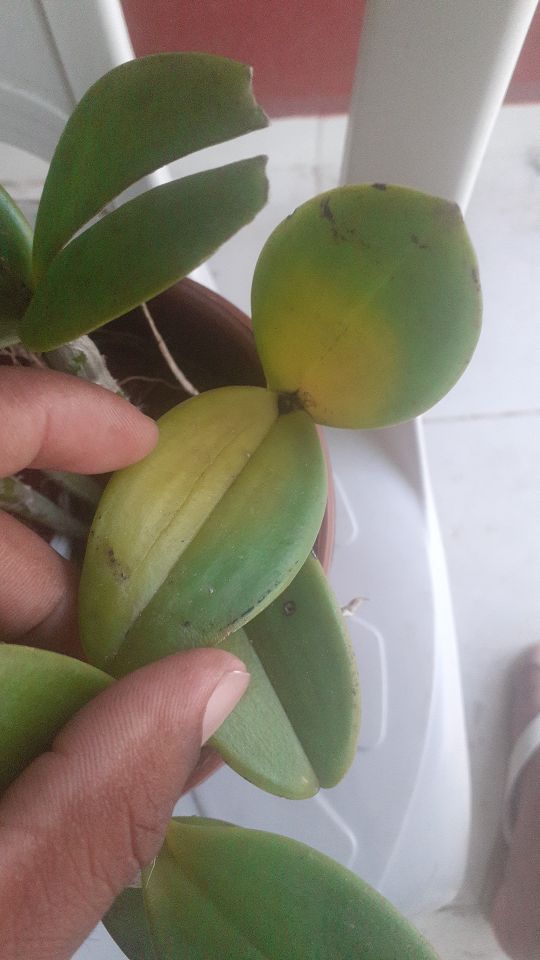 Identificação da planta Bulbophyllum oculto por foto