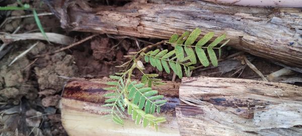 Identificação da planta Tamarindo por foto