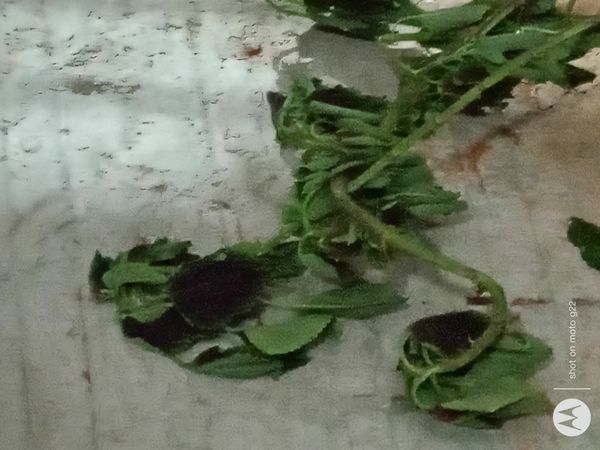 Identificação da planta Abacaxi-do-brejo por foto