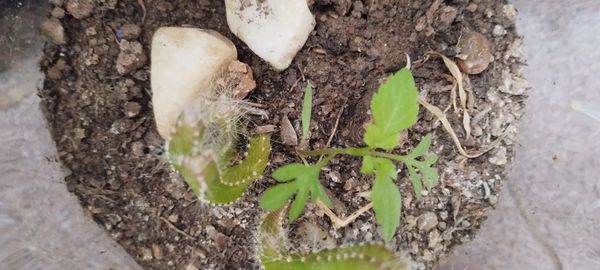 Identificação da planta Papoula por foto