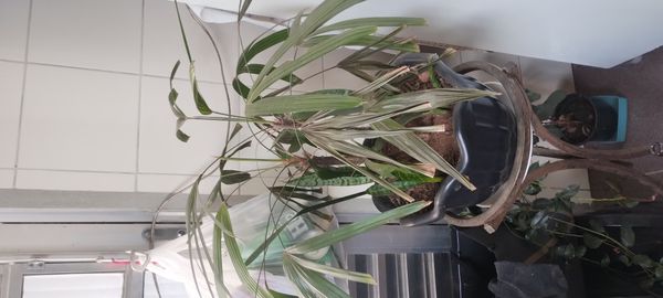 Identificação da planta Palmeira-ráfis por foto