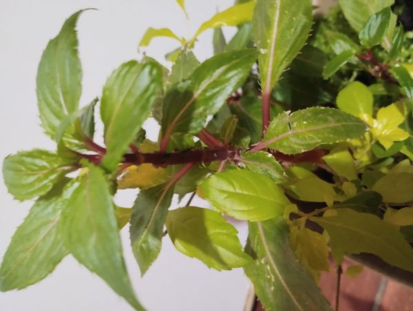 Identificação da planta Beijinho por foto