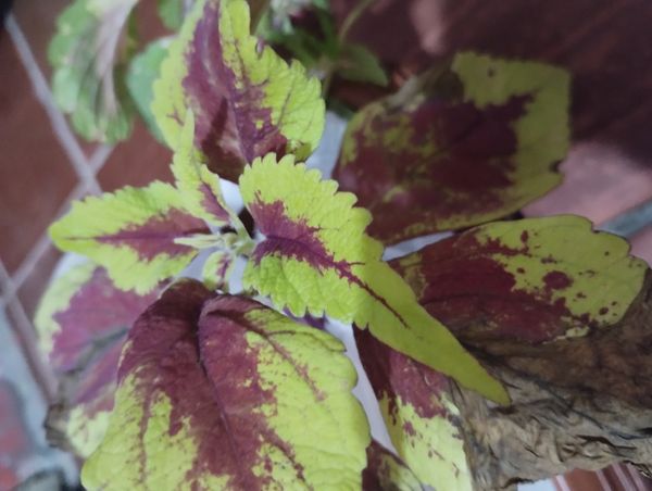 Identificação da planta Coléus por foto