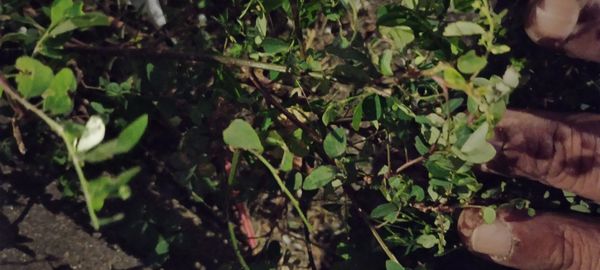 Identificação da planta Quebra pedra por foto