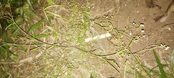 Identificação da planta Ambrósia por foto