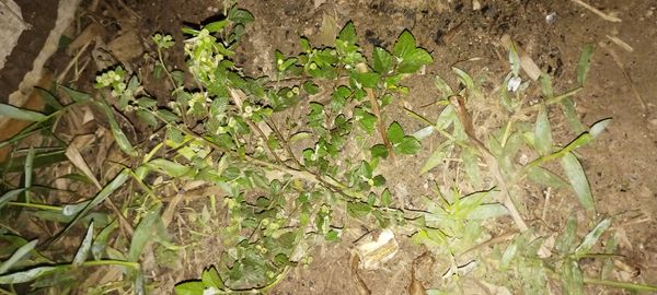 Identificação da planta Malva Branca por foto