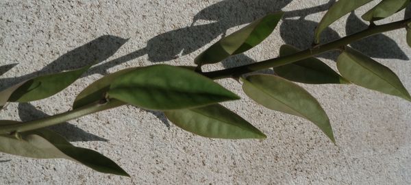 Identificação da planta Ora-pro-nóbis por foto
