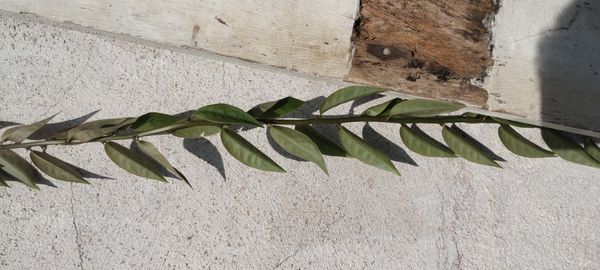 Identificação da planta Ora-pro-nóbis por foto