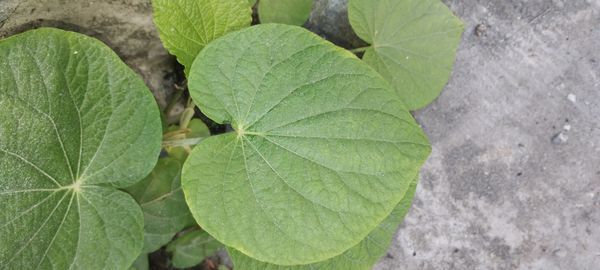 Identificação da planta Capeba por foto