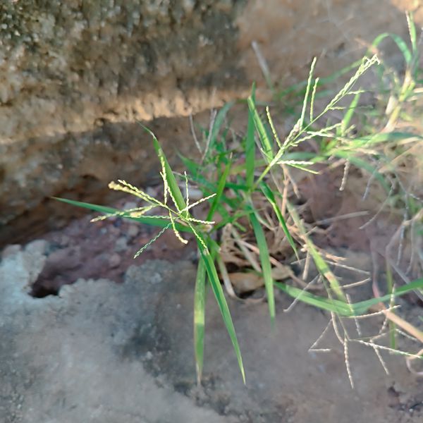 Identificação da planta Capim-colonião por foto