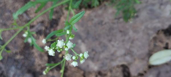 Identificação da planta Ambrósia por foto
