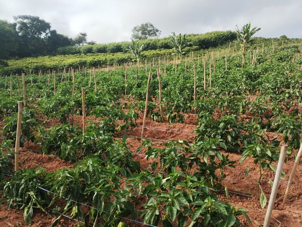 Identificação da planta Pimenta por foto