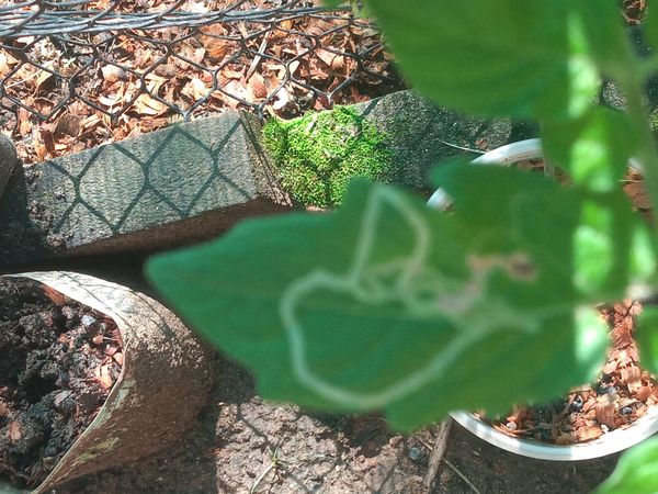 Identificação da planta Tomate cereja por foto