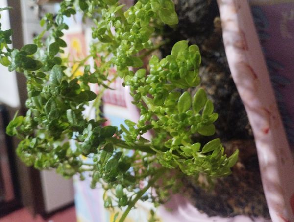 Identificação da planta Cabelo-de-anjo por foto