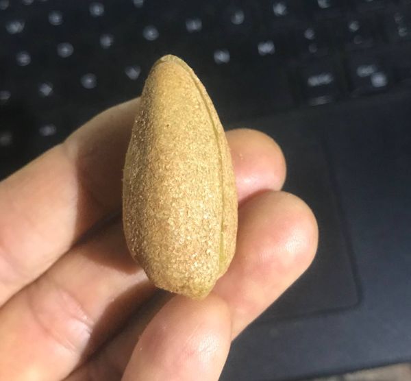 Identificação da planta Pau-terra por foto