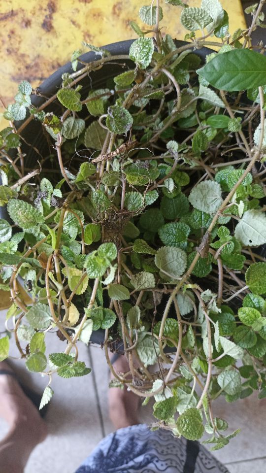 Identificação da planta Dinheiro em penca por foto
