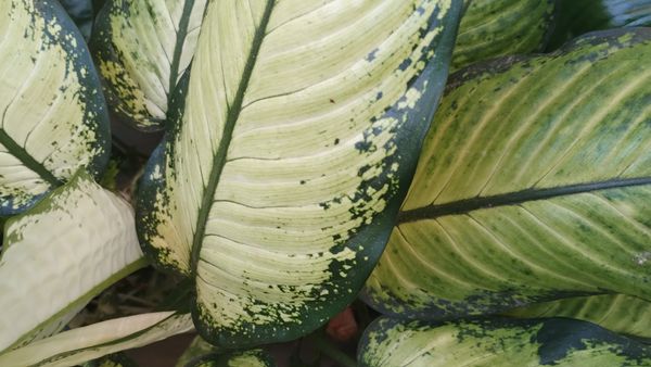 Identificação da planta Comigo-ninguém-pode por foto