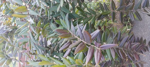 Identificação da planta Cabeludinha por foto