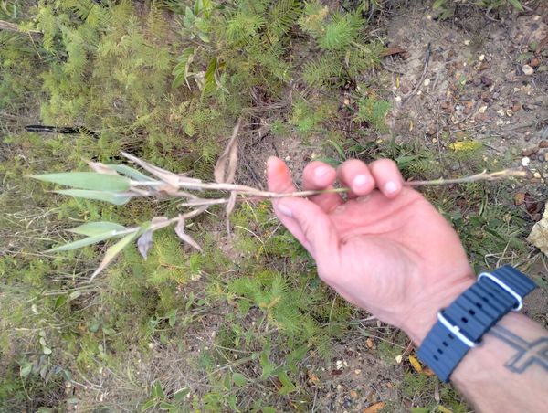 Identificação da planta Capim-cabelo por foto