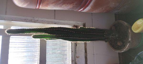 Identificação da planta Cacto-de-castelo-de-fadas por foto