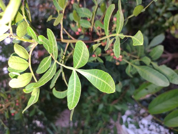 Identificação da planta Aroeira por foto