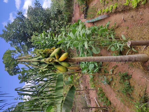 Identificação da planta Mamão por foto