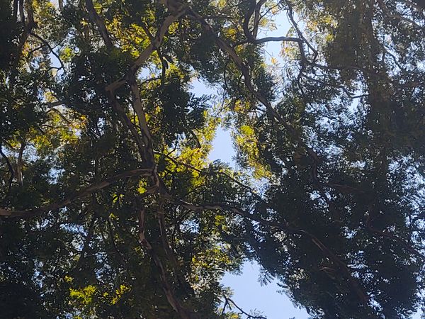 Identificação da planta Jucá por foto