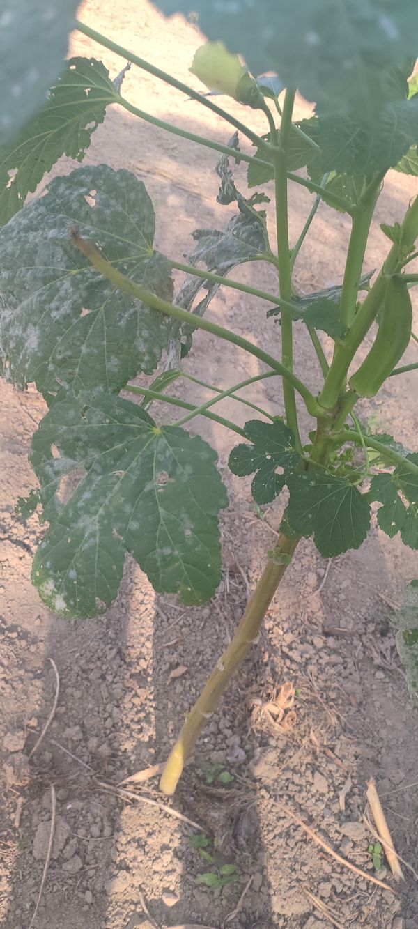 Identificação da planta Quiabo por foto