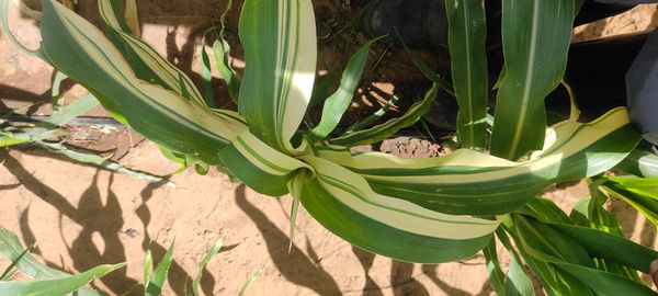 Identificação da planta Milheto por foto