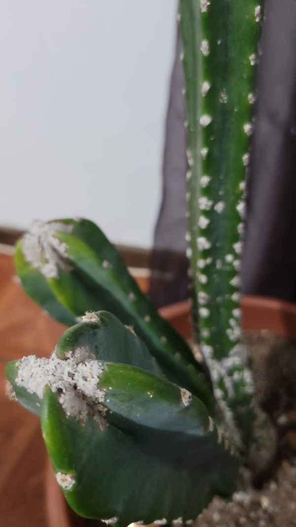 Identificação da planta Mandacaru por foto