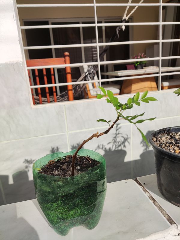 Identificação da planta Mucunã-de-caroço por foto