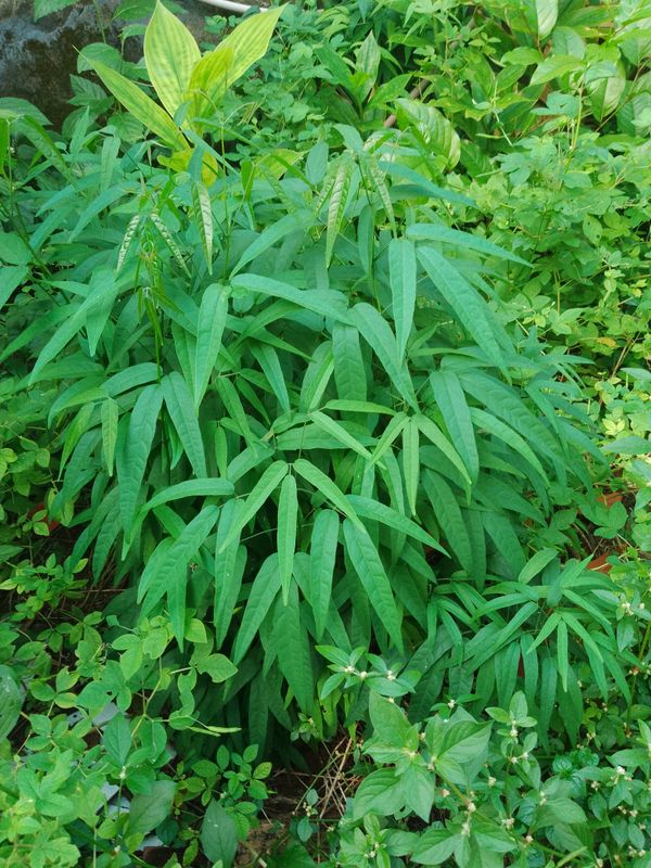 Identificação da planta Crajirú por foto
