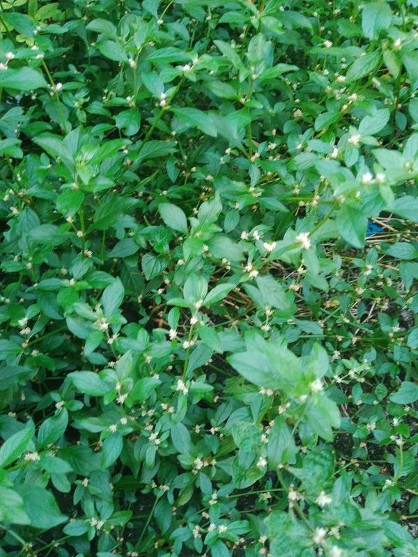 Identificação da planta Piriquito por foto