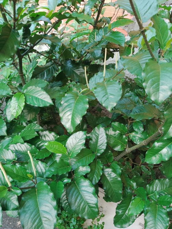 Identificação da planta Pimenta-de-macaco por foto