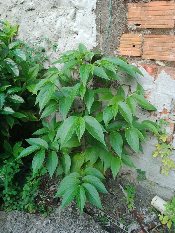 Identificação da planta Jaborandi-falso por foto