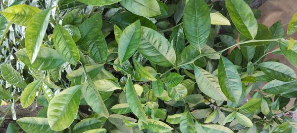 Identificação da planta Mexerica por foto