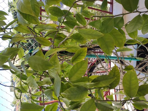 Identificação da planta Ora-pro-nóbis por foto