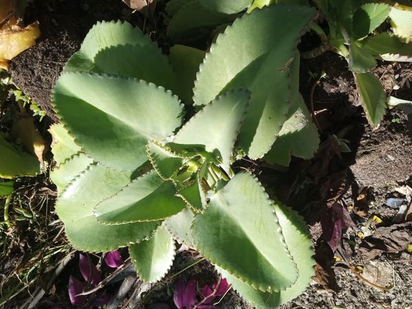 Identificação da planta Aranto por foto