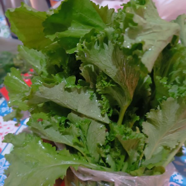 Identificação da planta Mostarda por foto