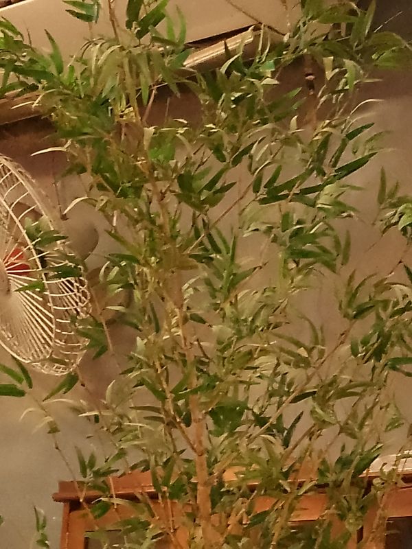 Identificação da planta Bambu-chinês por foto
