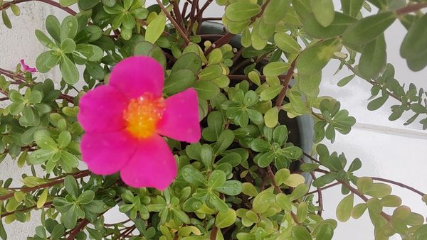 Identificação da planta Onze Horas por foto