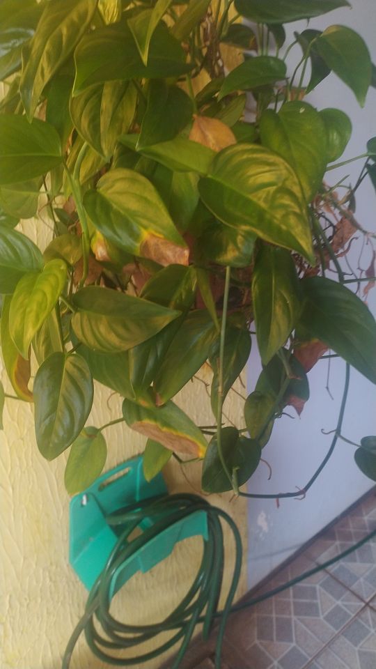 Identificação da planta Jiboia por foto