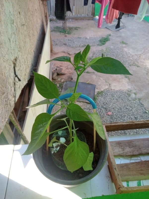 Identificação da planta Pimenta por foto