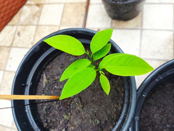 Identificação da planta Fruta-do-conde por foto