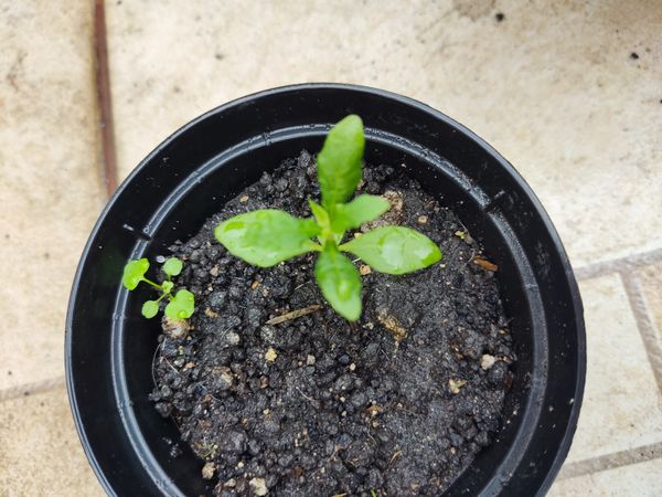 Identificação da planta Mastruz por foto