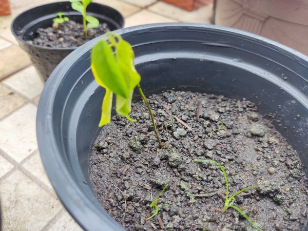 Identificação da planta Fruta-do-conde por foto