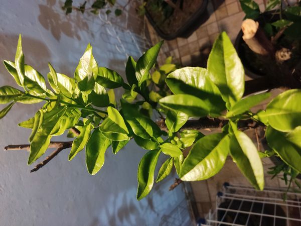 Identificação da planta Pomelo por foto