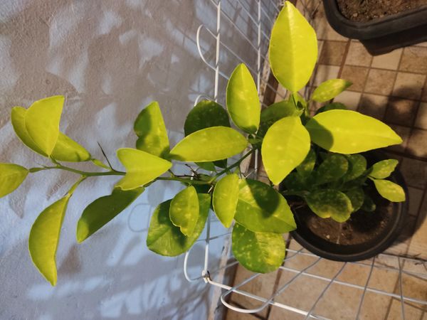 Identificação da planta Limão galego por foto