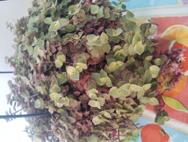 Identificação da planta Tradescantia-nanica por foto