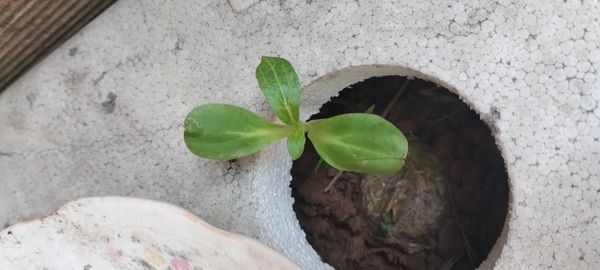 Identificação da planta Pepino por foto